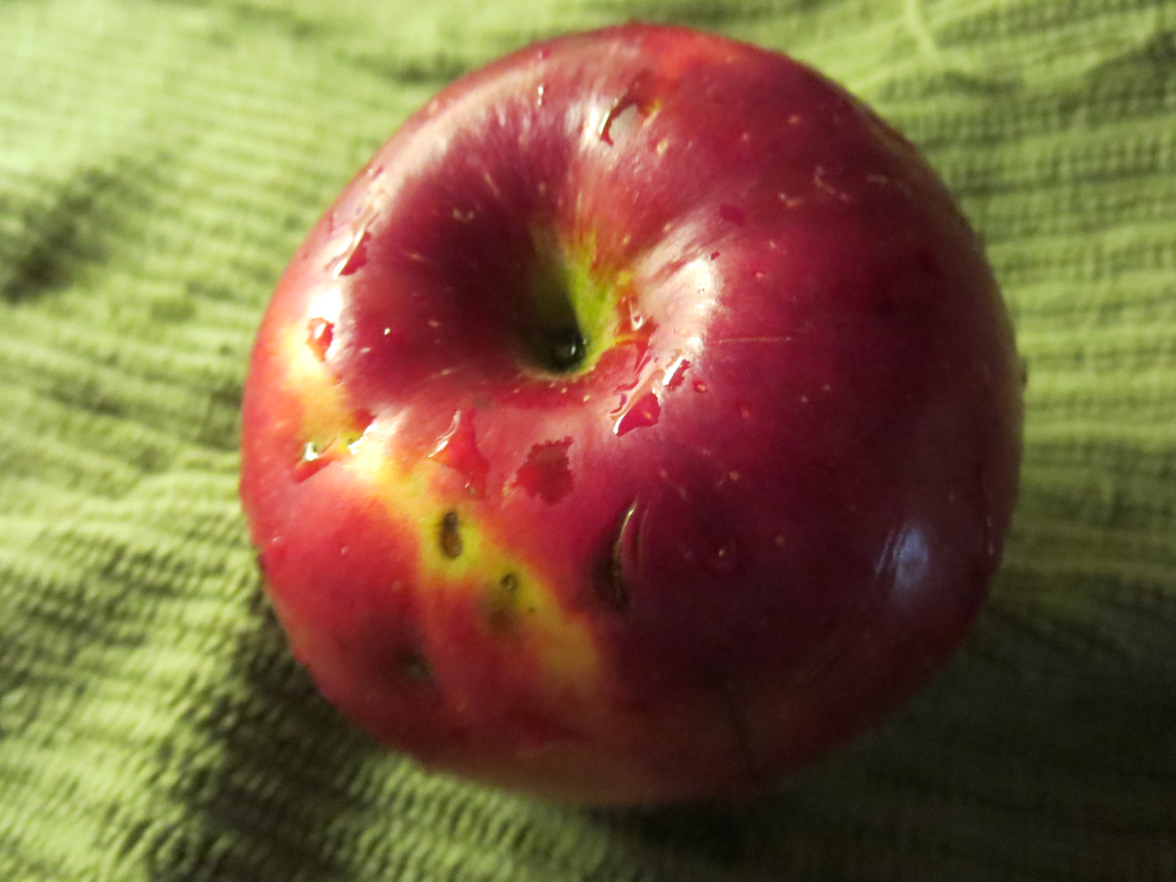 New Hampshire’s Missing Heirloom Apples Cow Hampshire