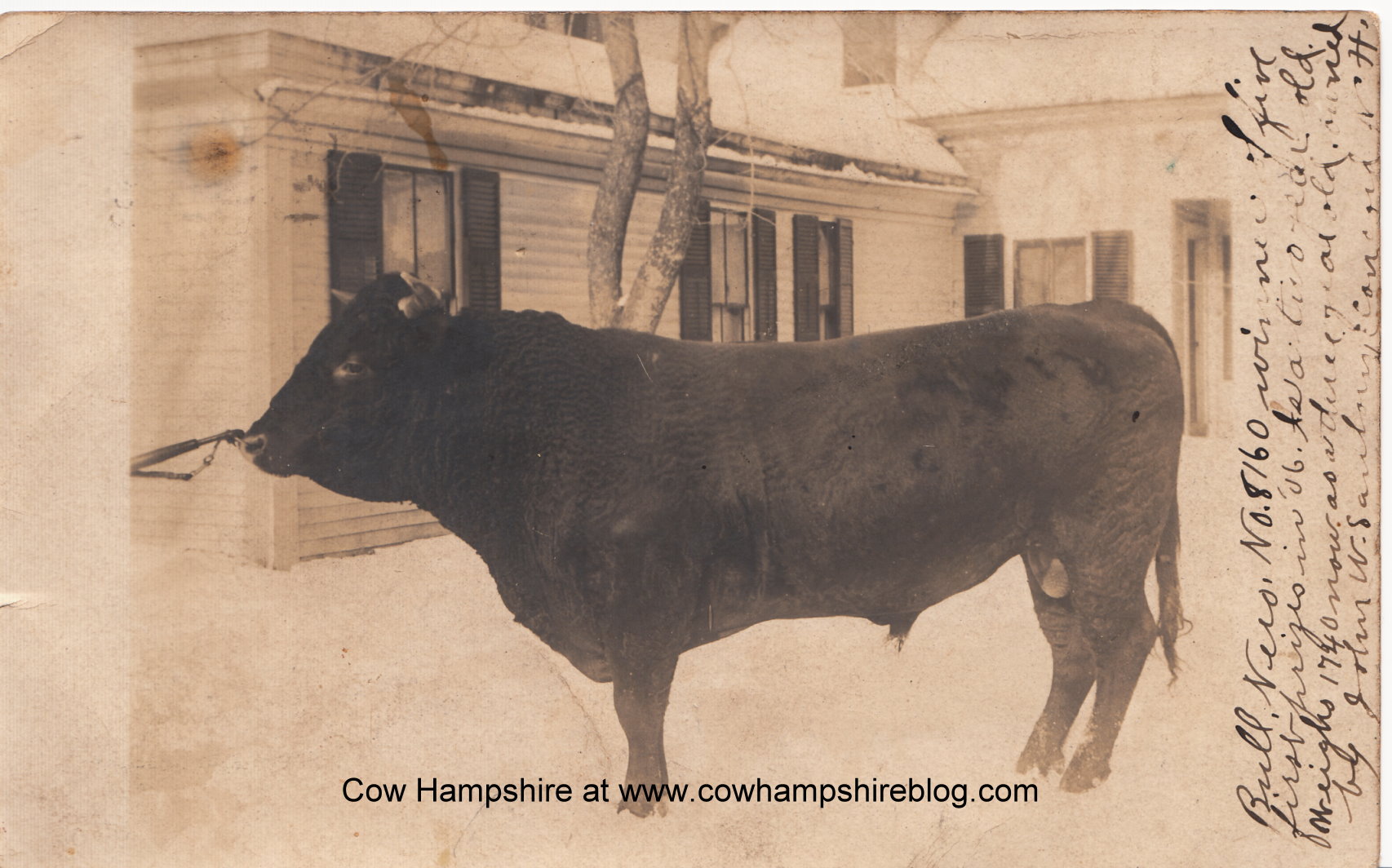 The Prized Devon Bull of the East Concord NH Sanborns Cow Hampshire