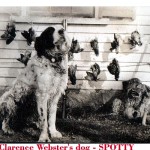 My grandfather, Clarence L. Webster's hunting dog, "Spotty."