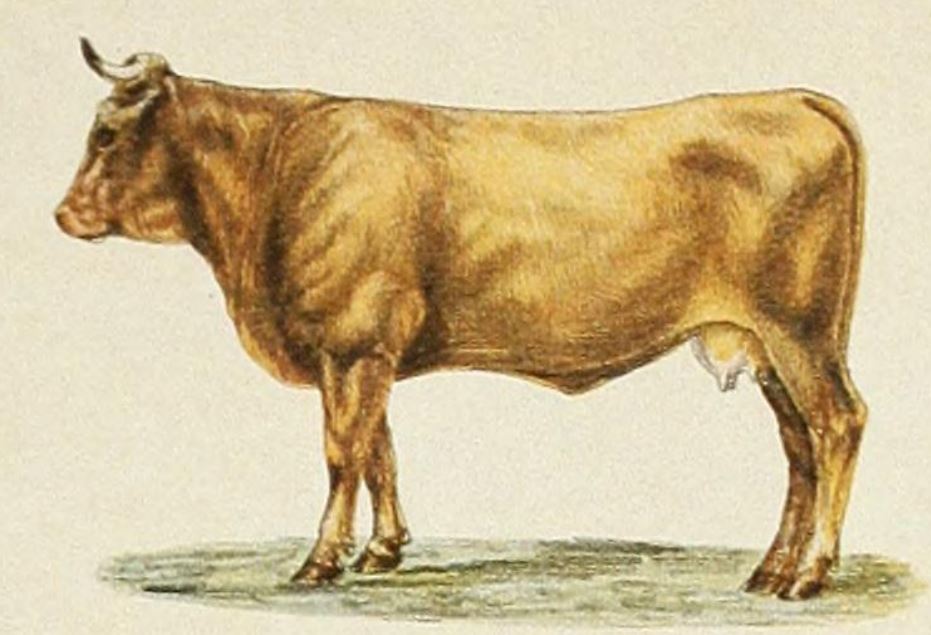 New Hampshire’s First Cattle Captain Mason’s Yellow Cowes Cow Hampshire