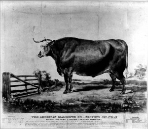 Photograph print of a lithograph entitled, The American Mammoth Ox, Brother Jonathan. Collection is a photographic print.Series VII.1, Photographs, Box 7.1/2, file "II. Big Ox [1839]," USDA History Collection, Special Collections, National Agricultural Library.