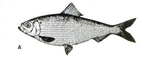 Sketch of an alewife from book: Alewife and Blueback Herring, by by Earl L. Bozeman, Jr. and Michael Bozeman, Earl L.; Georgia Cooperative Fish and Wildlife Unit