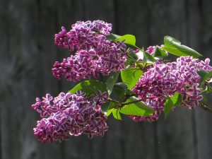 Purple lilacs in bloom. Photograph copyright Virginia Penrod, and used here with her permission.