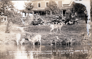Old postcard of Topsy with some of her children and great-grandchildren.