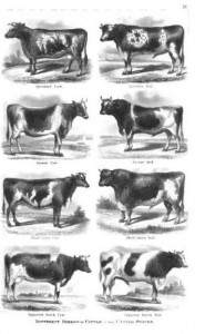 breeds of cattle