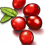 cranberry