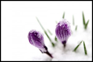 crocus