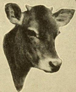 heifer