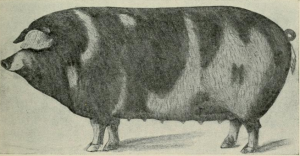 Image of a hog, from "Diseases of Swine," 1914, by Charles F. Lynch, page 23