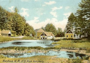 Vintage postcard of the Nashua Hatchery, circa 1906