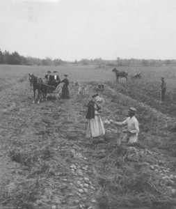 Photograph courtesy of the UC Riverside California Museum of Photography, "Measuring Potatoes in Field. Reeds Ferry, N.H., Gifford M. Mast, Keystone-Mast Collection, date unknown